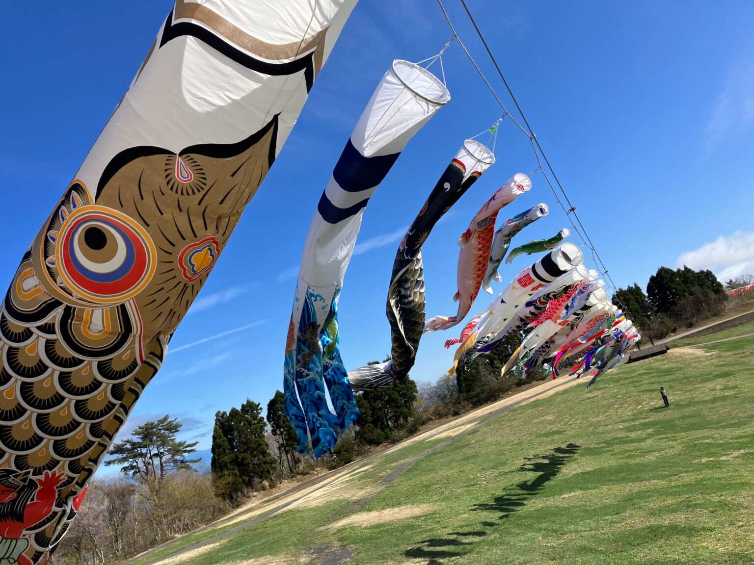 びわこ箱館山、標高約680mに鯉のぼり約130匹 GWは全長約100mスライダーも拡張